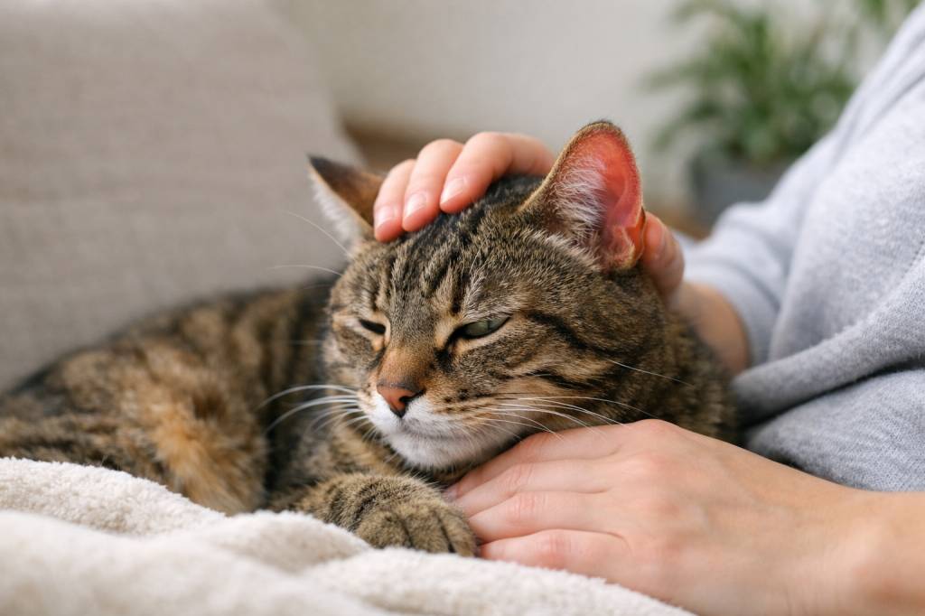 Chat oreille chaude stress : comment interpréter ce signe et aider votre félin à se calmer