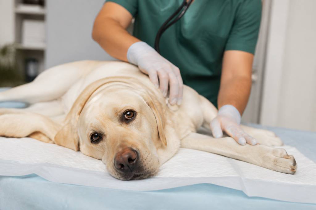 Piroplasmose chien vaccin : tout savoir sur la prévention et les options disponibles