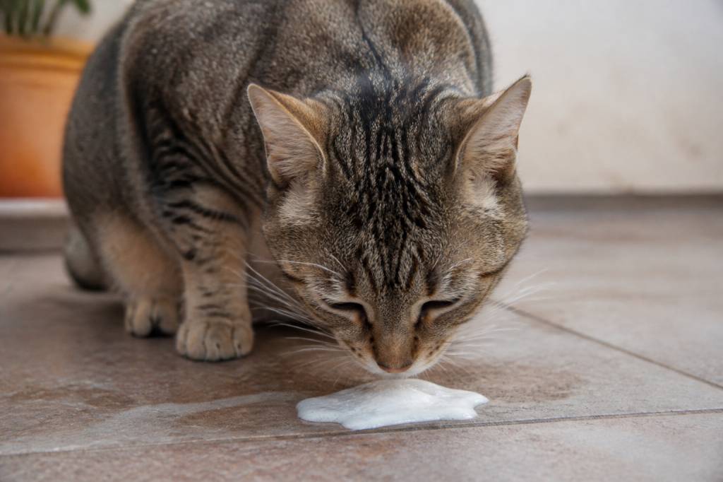 Chat vomit mousse blanche : causes et solutions à connaître
