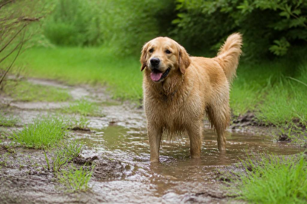 Leptospirose chien vaccin : prévenir efficacement cette maladie chez le chien