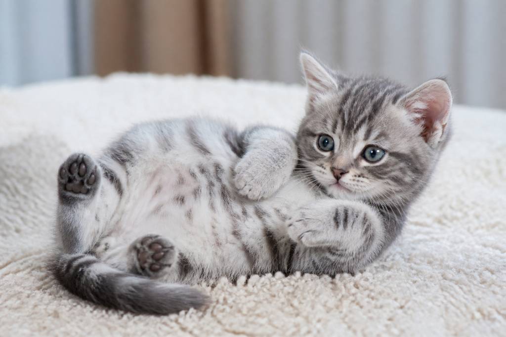 Boule ventre chaton : causes possibles, symptômes et solutions